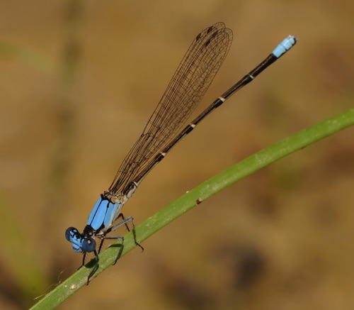 Male
11 July 2011  CO
